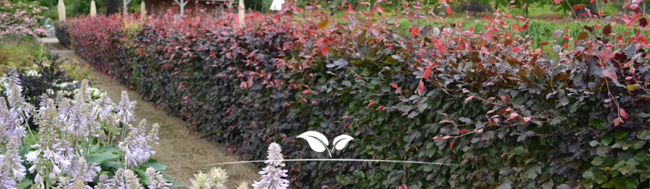 Rode Beukenhaag als zichtdichte haag | Gardline